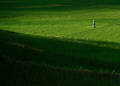 Person walking on rice paddy
