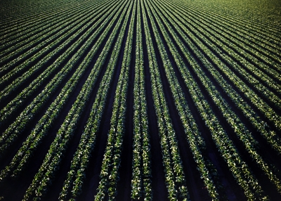 aerial agricultural field-freepik-wirestock