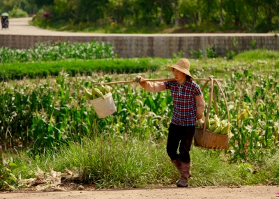 china farming-matt briney-unsplash