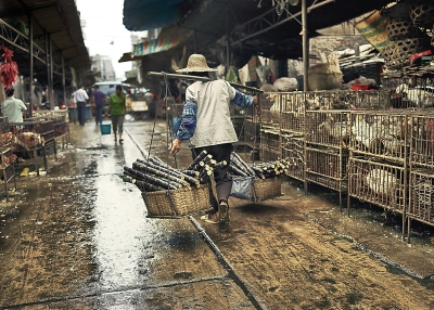 Stock photo of a porter with sugar cane in China. MediaProduction. Getty Images.
