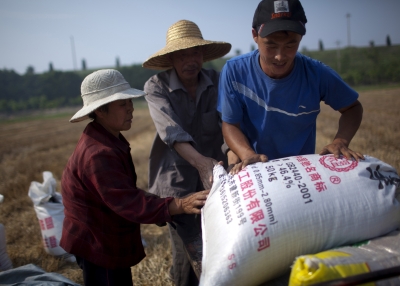 Chinese Farmers Harvest Wheat
